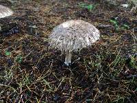 Chlorophyllum olivieri image