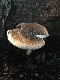 Amanita pantherina image