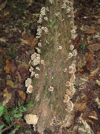 Trametes versicolor image