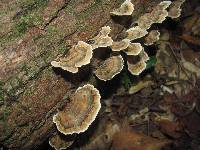 Trametes versicolor image