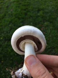 Agaricus californicus image