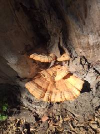 Laetiporus gilbertsonii image