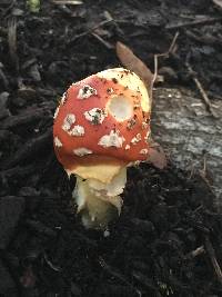 Amanita muscaria image