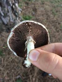 Agaricus californicus image