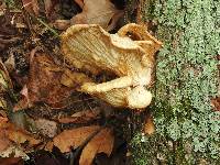 Pleurotus ostreatus image