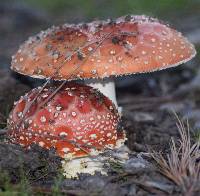 Amanita muscaria image