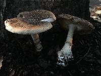 Amanita pantherina image