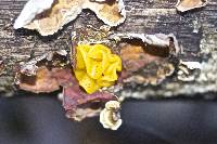 Tremella aurantia image