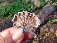 Schizophyllum commune image