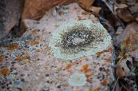 Lecanora muralis image