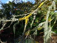 Xanthoria parietina var. parietina image