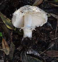 Chlorophyllum brunneum image