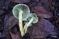 Hypholoma fasciculare image