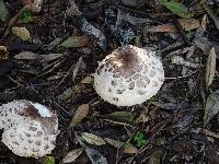 Chlorophyllum brunneum image