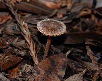 Tubaria furfuracea image