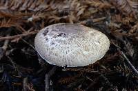 Agaricus subrutilescens image