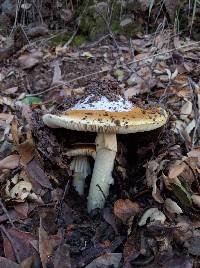 Amanita calyptroderma image