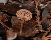 Tubaria furfuracea image