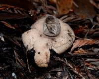 Geastrum saccatum image