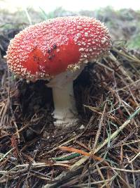 Amanita muscaria subsp. flavivolvata image