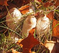 Coprinus comatus image