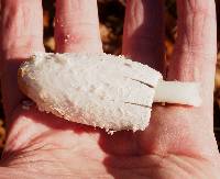 Coprinus comatus image