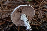 Agaricus subrutilescens image