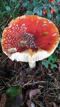 Amanita muscaria image