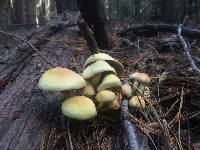 Hypholoma fasciculare image