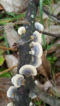 Trametes versicolor image