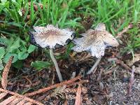 Coprinellus micaceus image