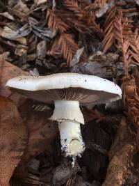 Agaricus californicus image