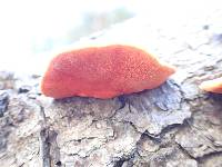 Pycnoporus coccineus image