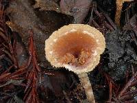 Tubaria furfuracea image