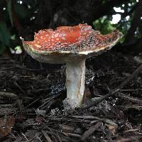 Amanita muscaria image