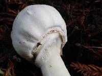 Agaricus xanthodermus image