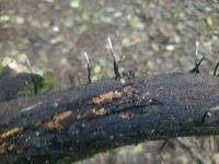 Xylaria hypoxylon image