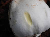 Agaricus xanthodermus image