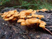 Xeromphalina campanella image