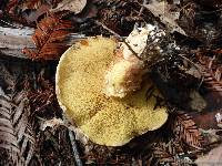 Suillus ponderosus image