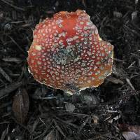 Amanita muscaria image