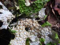 Lobaria pulmonaria image