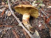 Suillus ponderosus image