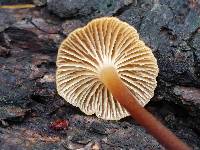 Xeromphalina campanella image