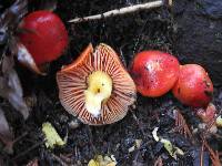 Hygrocybe conica image