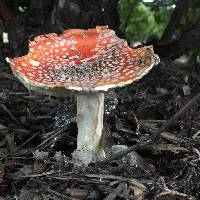 Amanita muscaria image