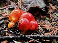 Hygrocybe conica image