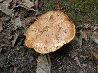 Suillus ponderosus image