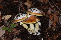 Amanita calyptroderma image