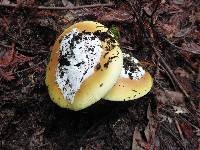 Amanita calyptroderma image